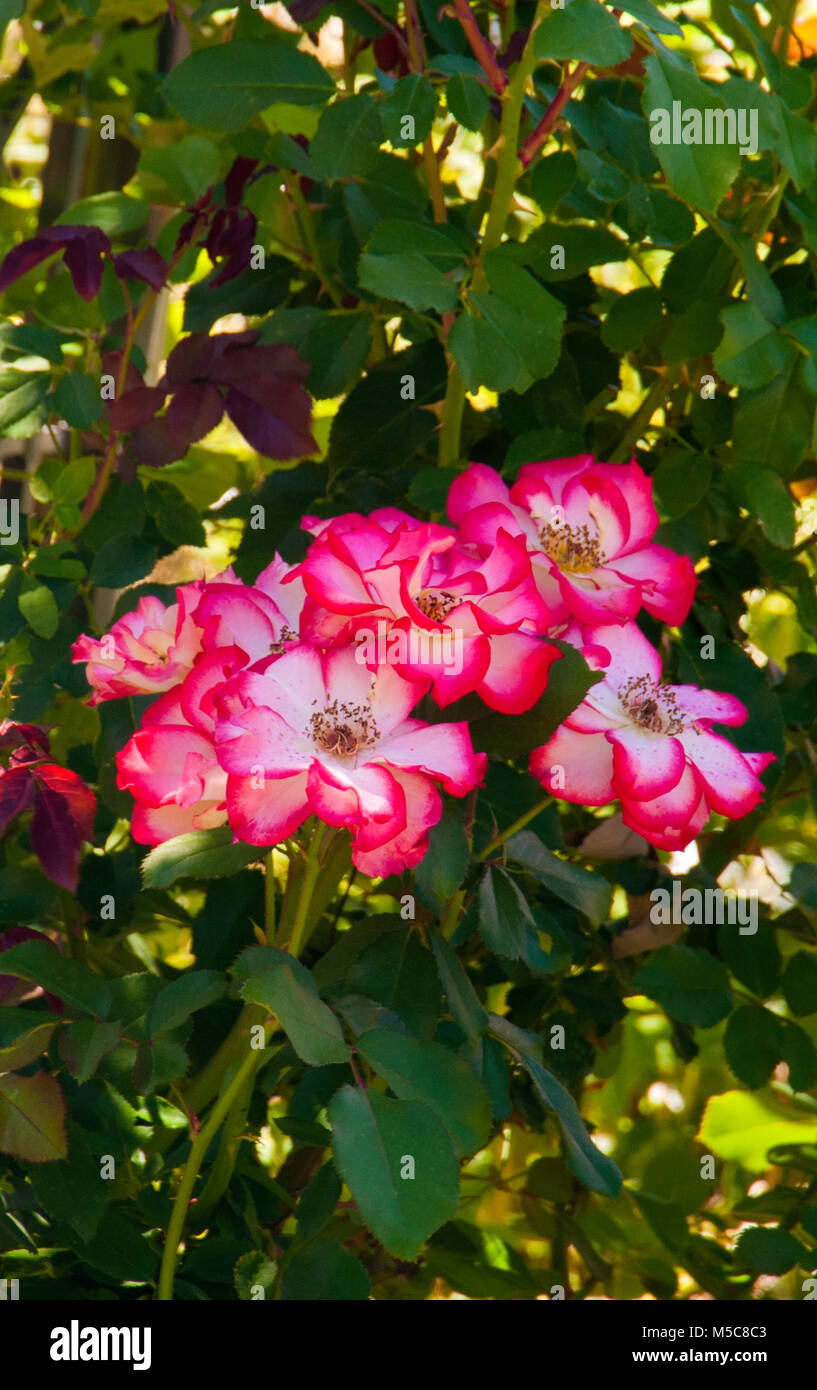 Rosa 'Betty Boop', Rose' Banque D'Images
