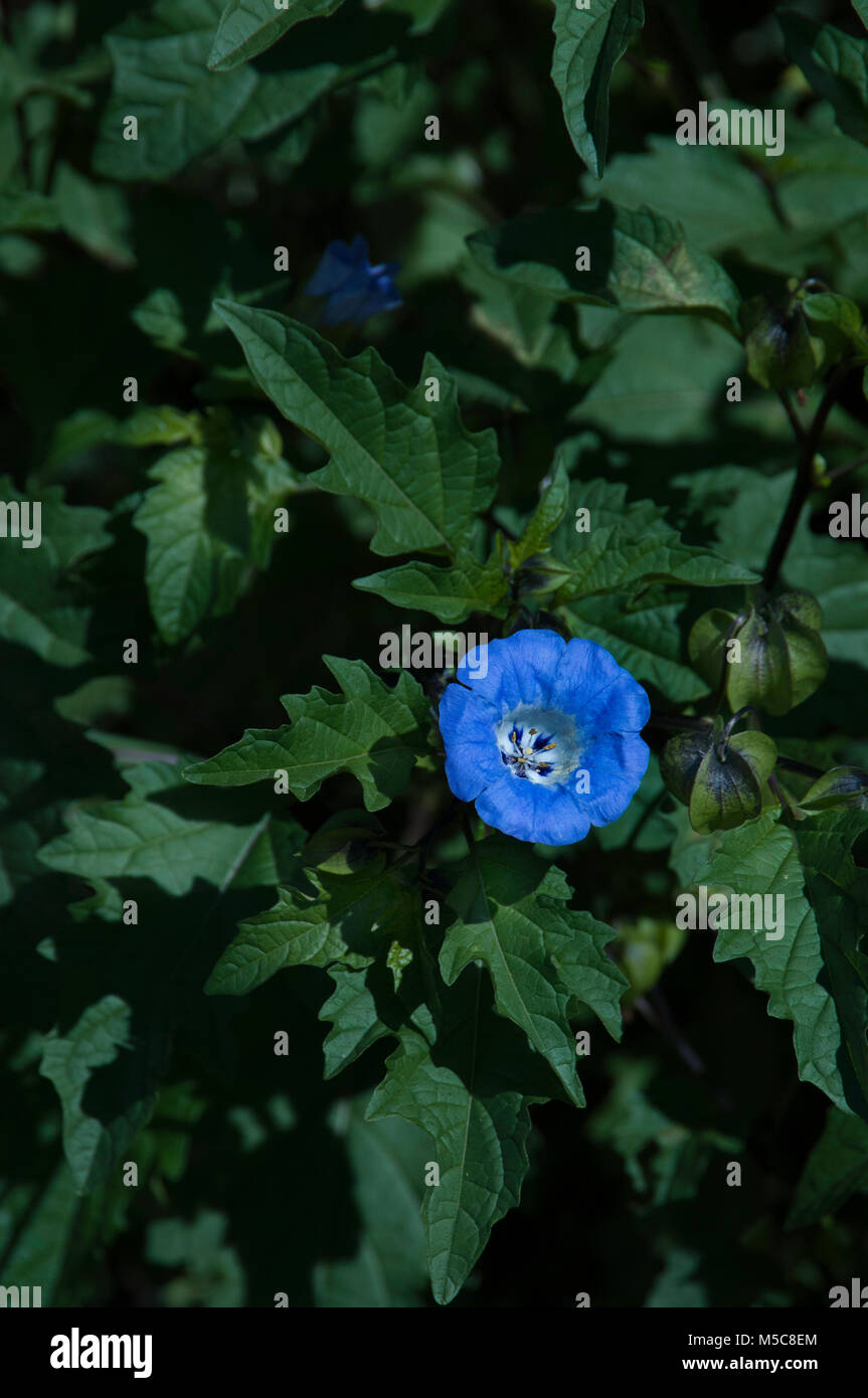 Nicandra physalodes, shoo-fly plante, Banque D'Images