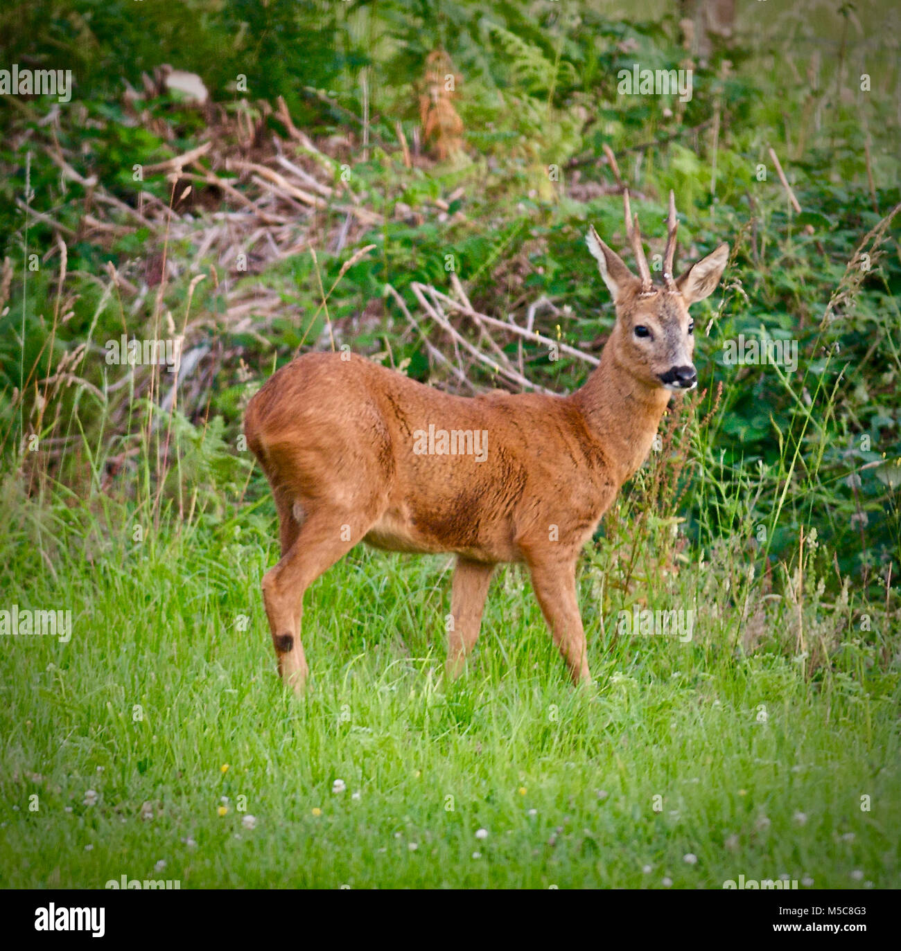 Les chevreuils (Capreolus capreolus), aussi connu comme l'ouest de chevreuil, chevreuil, ou simplement les chevreuils ou re, est une espèce eurasienne de chevreuils. Le mâle de l'espèce est parfois appelé roebuck. Le chevreuil est relativement petit, brun rougeâtre et gris-brun, et bien adaptées aux environnements froids. C'est un mâle ou mâle souvent appelé Roebuck. Banque D'Images