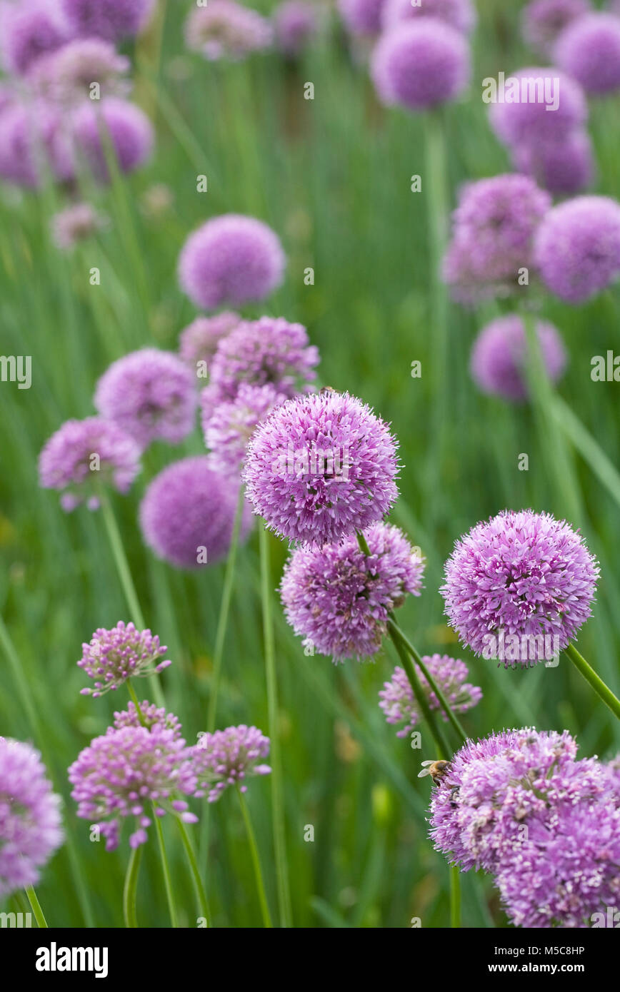 L'Allium cepa. Allium 'Quattro' floraison dans le jardin. Banque D'Images