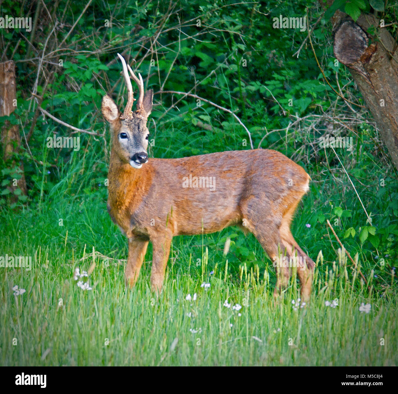 Les chevreuils (Capreolus capreolus), aussi connu comme l'ouest de chevreuil, chevreuil, ou simplement les chevreuils ou re, est une espèce eurasienne de chevreuils. Le mâle de l'espèce est parfois appelé roebuck. Le chevreuil est relativement petit, brun rougeâtre et gris-brun, et bien adaptées aux environnements froids. C'est un mâle ou mâle souvent appelé Roebuck. Banque D'Images