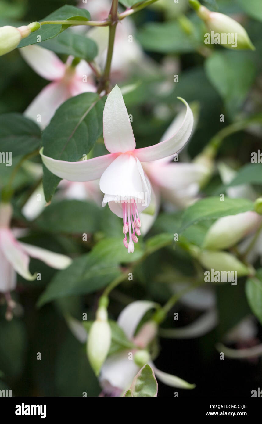 Fleurs fuchsia. Banque D'Images