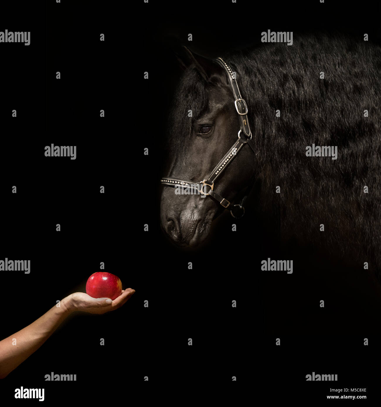 Une photo d'un bras et de la main de femme tenant une pomme et de l'offrir à un cheval frison noir portant un diamant sparkle halter. Banque D'Images