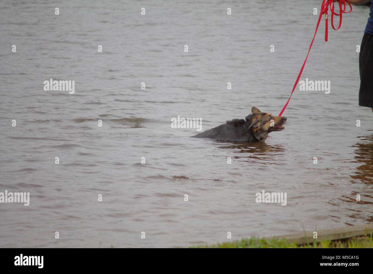 Un berger allemand chien en laisse prend une courte baignade dans un lac. Banque D'Images