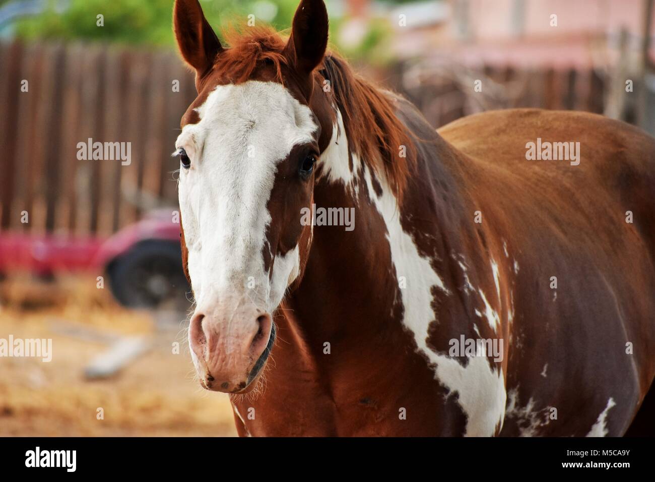 Paint Horse Banque D'Images