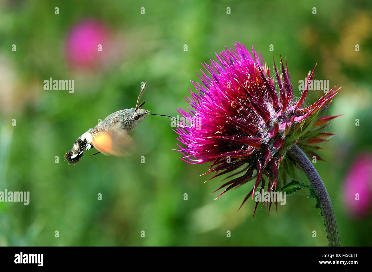 Hummingbird hawk moth Macroglossum stellatarum Banque D'Images