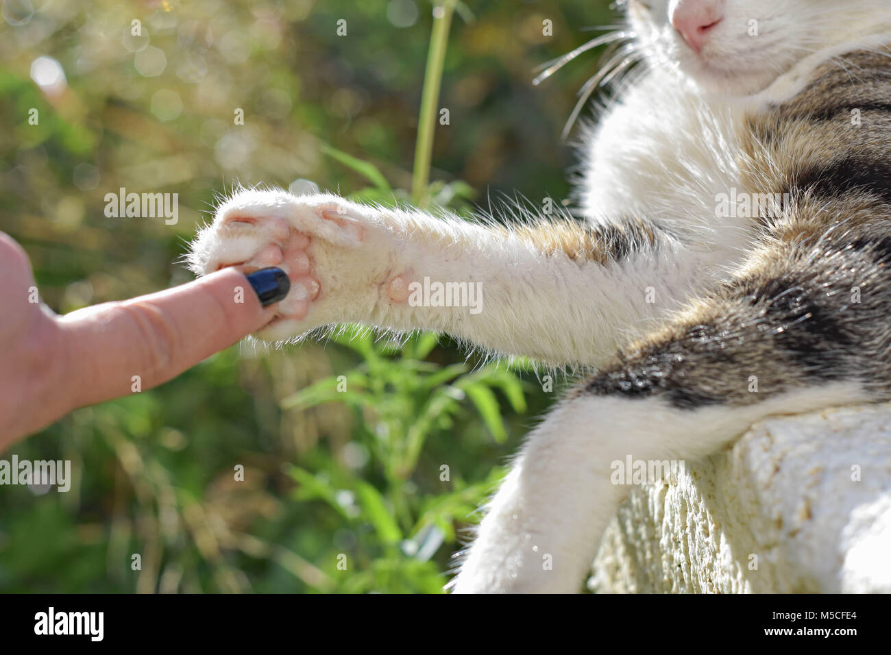 Main Et Patte De Chat Comme Un Symbole D Amitie Entre L Humain Et L Animal Photo Stock Alamy