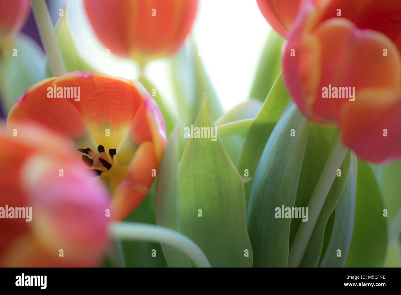 Encore une image de la vie d'une bande de tulipes orange shot avec profondeur de champ. Banque D'Images