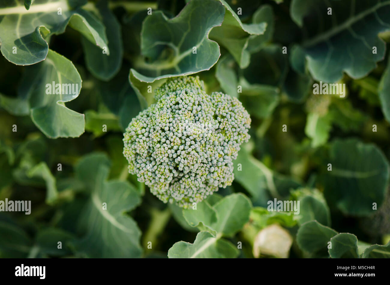 Le brocoli cultivé bio en potager. Banque D'Images