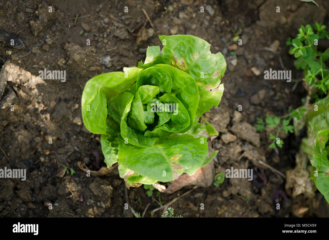 Jeune Laitue, Lactuca sativa, growing in vegetable garden Banque D'Images