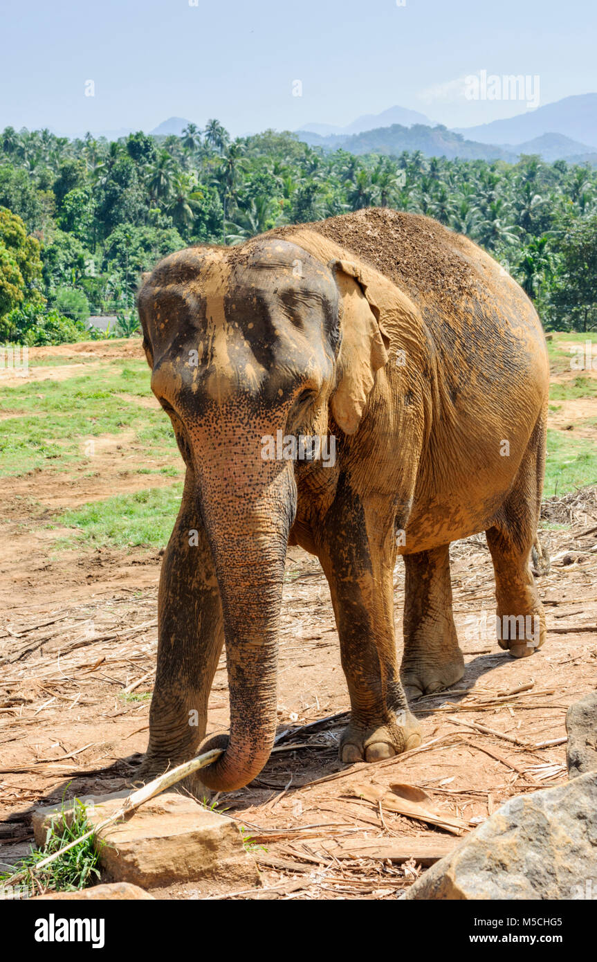 Les éléphants d'Asie (Elephas maximus) à l'Orphelinat Pinnawala Elephant près de Kegalle, Liège Province, Sri Lanka, en Asie du Sud Banque D'Images