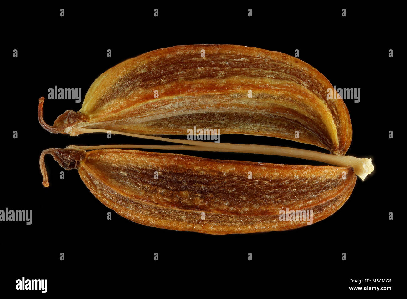 Meum athamanticum Bärwurz Baldmoney,,, des semences, de près, la taille de la semence 5-7 mm Banque D'Images