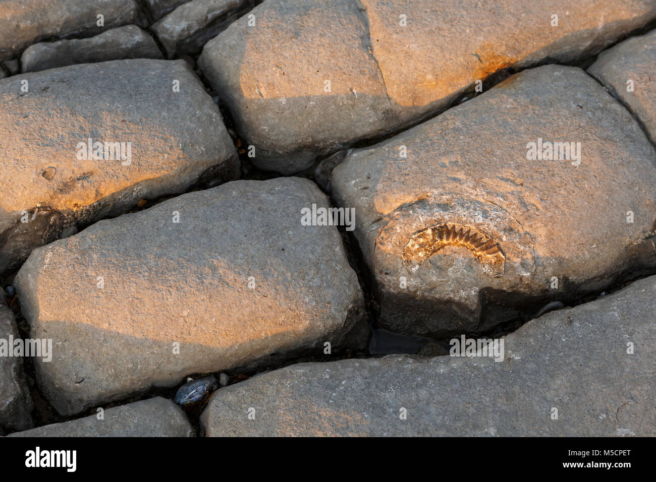 Lapiez à Dunraven Bay, Glamorgan, avec une partie d'un fossile ammonite intégré. Banque D'Images