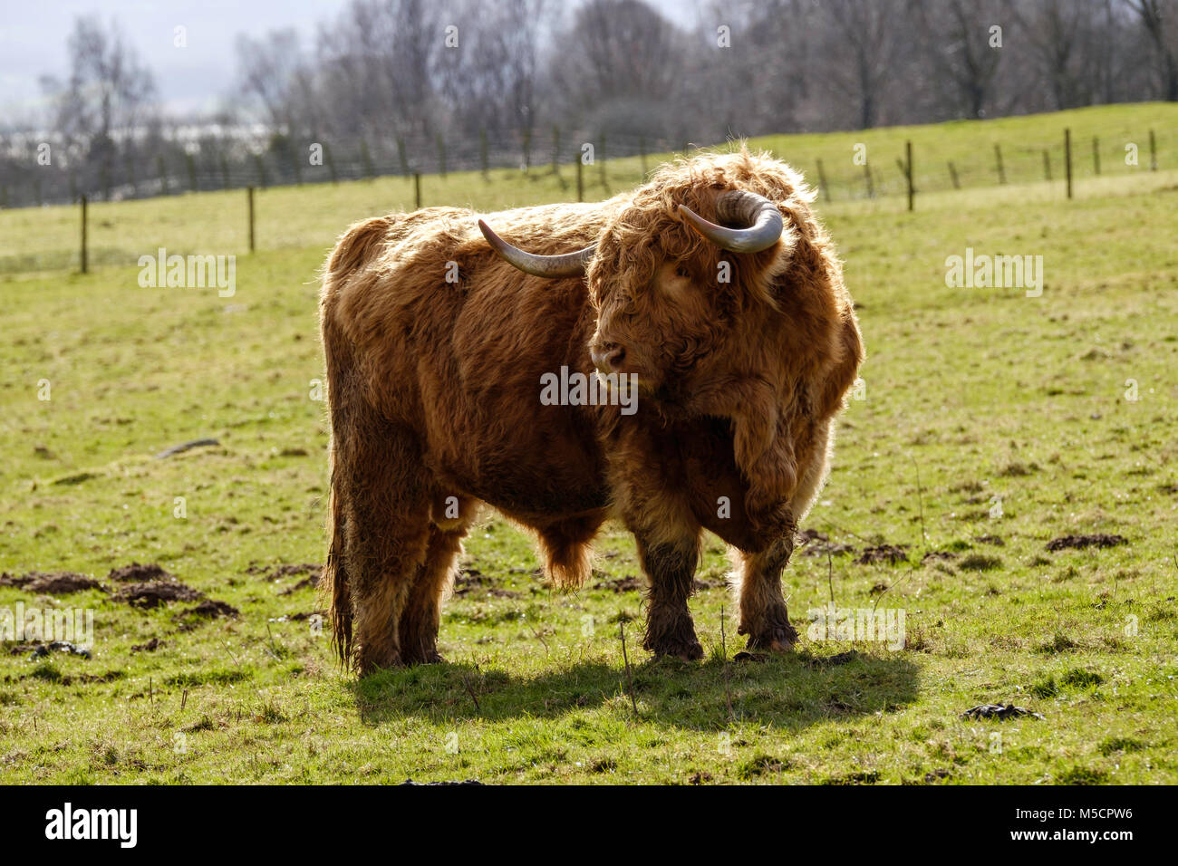 Dans la région de Highland cattle manteaux d'HIVER , Tidenham, Gloucestershire England uK Banque D'Images
