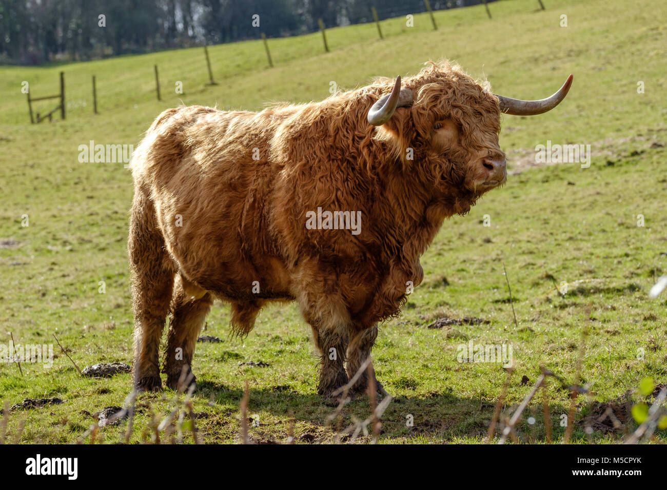 Dans la région de Highland cattle manteaux d'HIVER , Tidenham, Gloucestershire England uK Banque D'Images