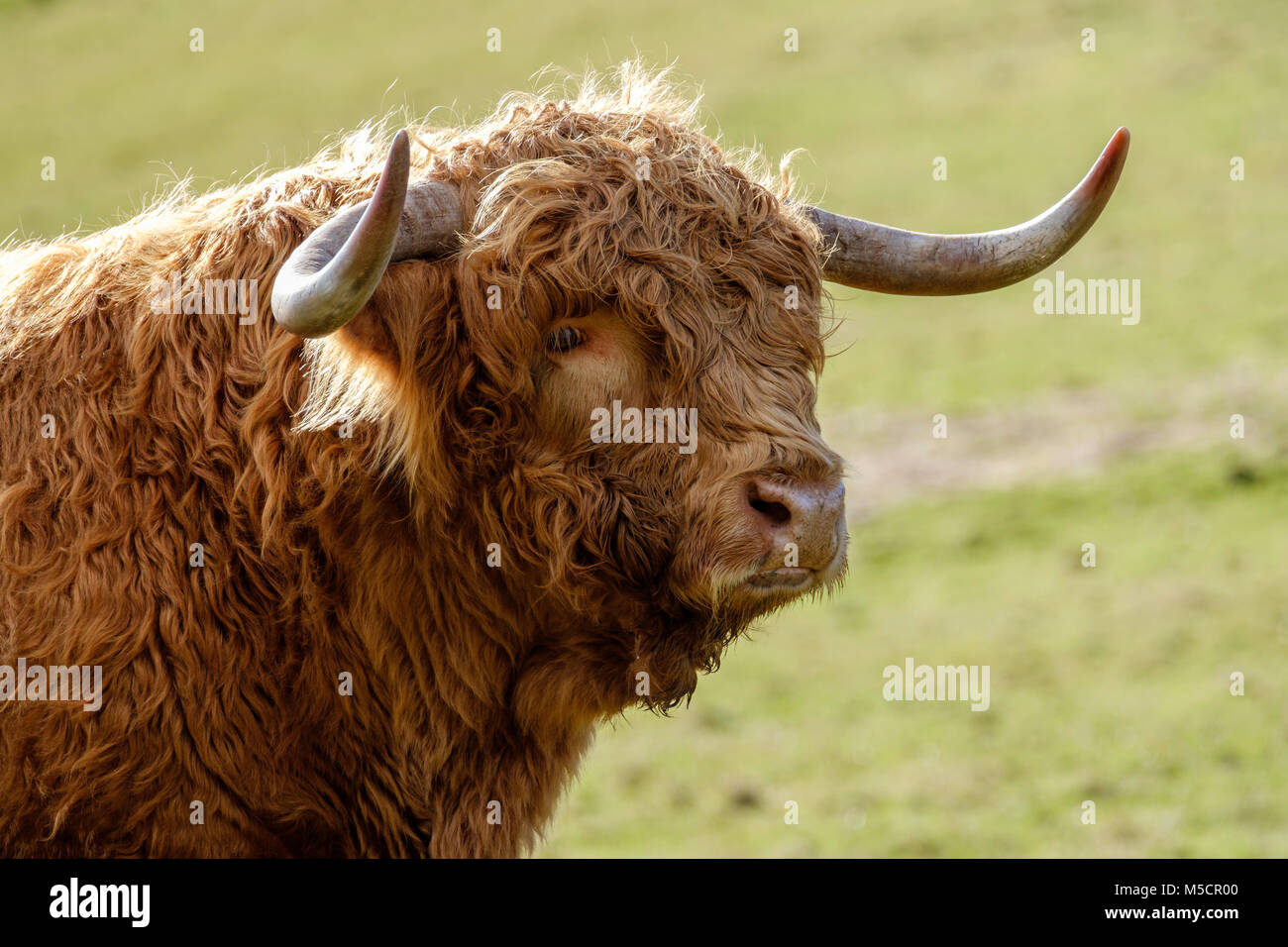 Dans la région de Highland cattle manteaux d'HIVER , Tidenham, Gloucestershire England uK Banque D'Images