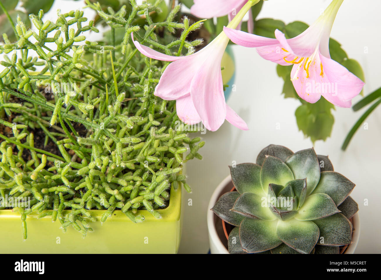 Anacampseros Lubbersii Rose Fleurs Plantes Grasses Graines De Cactus Très Rare 5