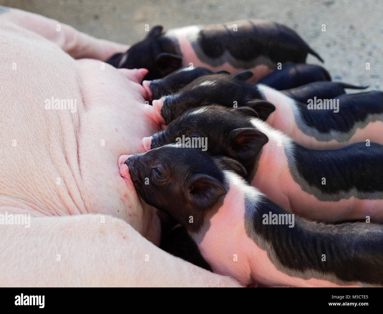 Deux porcs nouveau-né rose et noir aspirer le lait de mère cochon dans le farm show concept de fraternité, ou de la concurrence Banque D'Images