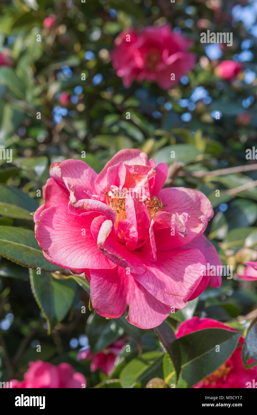 Camellia x williamsii arbuste hybride, la floraison en hiver dans le West Sussex, Angleterre, Royaume-Uni. Banque D'Images