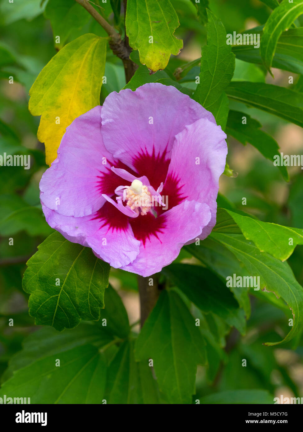 Rose de Sharron Hibiscus syriacus Botanical Gardens Hobart Tasmanie, Australie. Banque D'Images