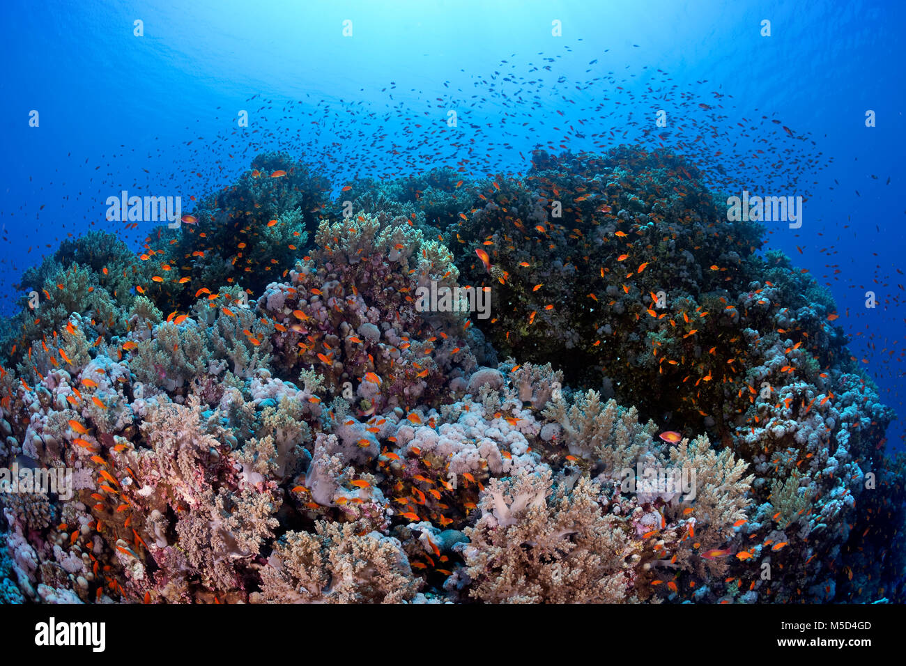 Les récifs coralliens typiques, végétation dense avec divers coraux, Shoal avec Anthias (Anthiinae), Red Sea, Egypt Banque D'Images