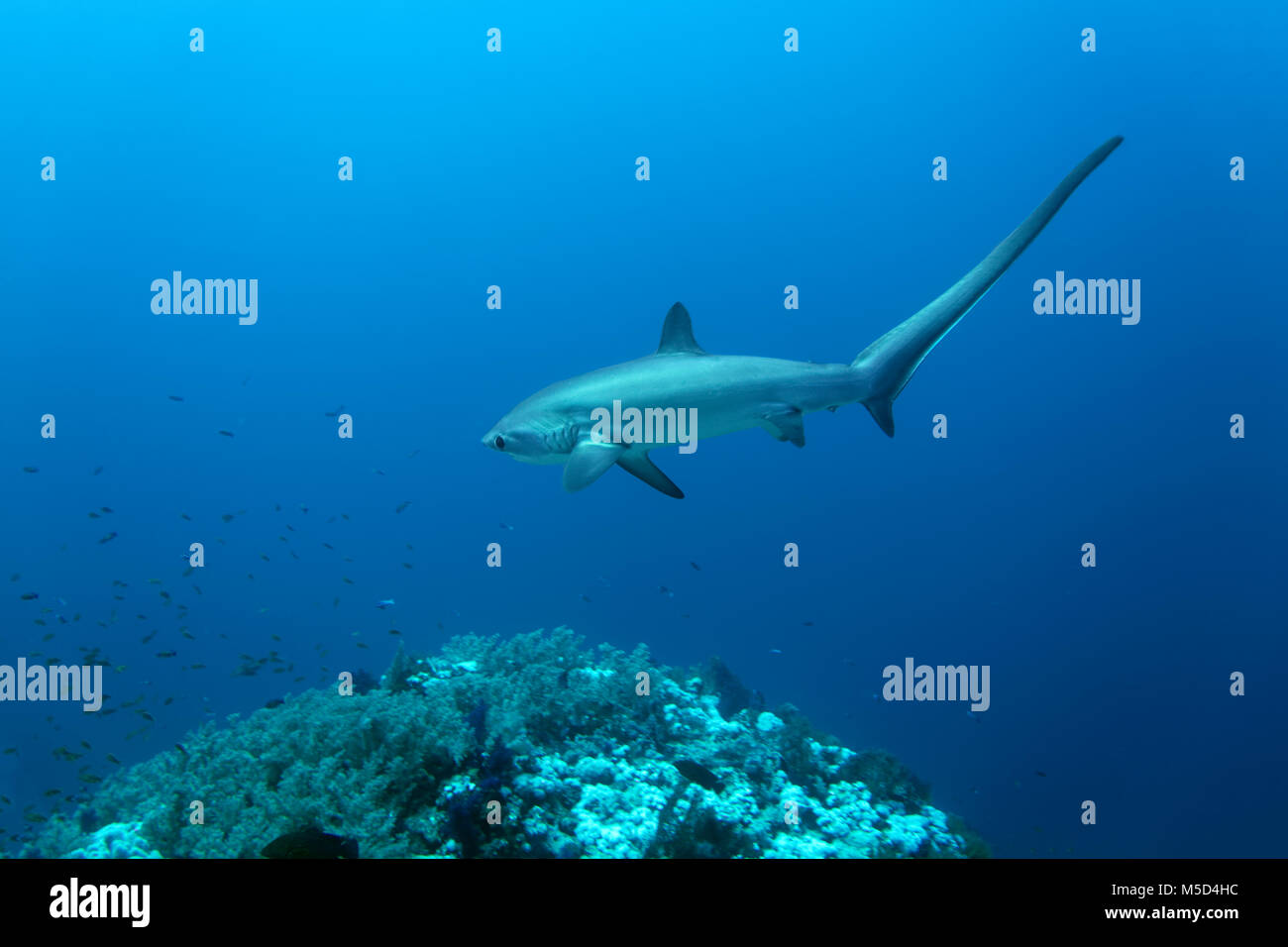 Alopias vulpinus commun (batteur), nage au-dessus de coraux, Red Sea, Egypt Banque D'Images