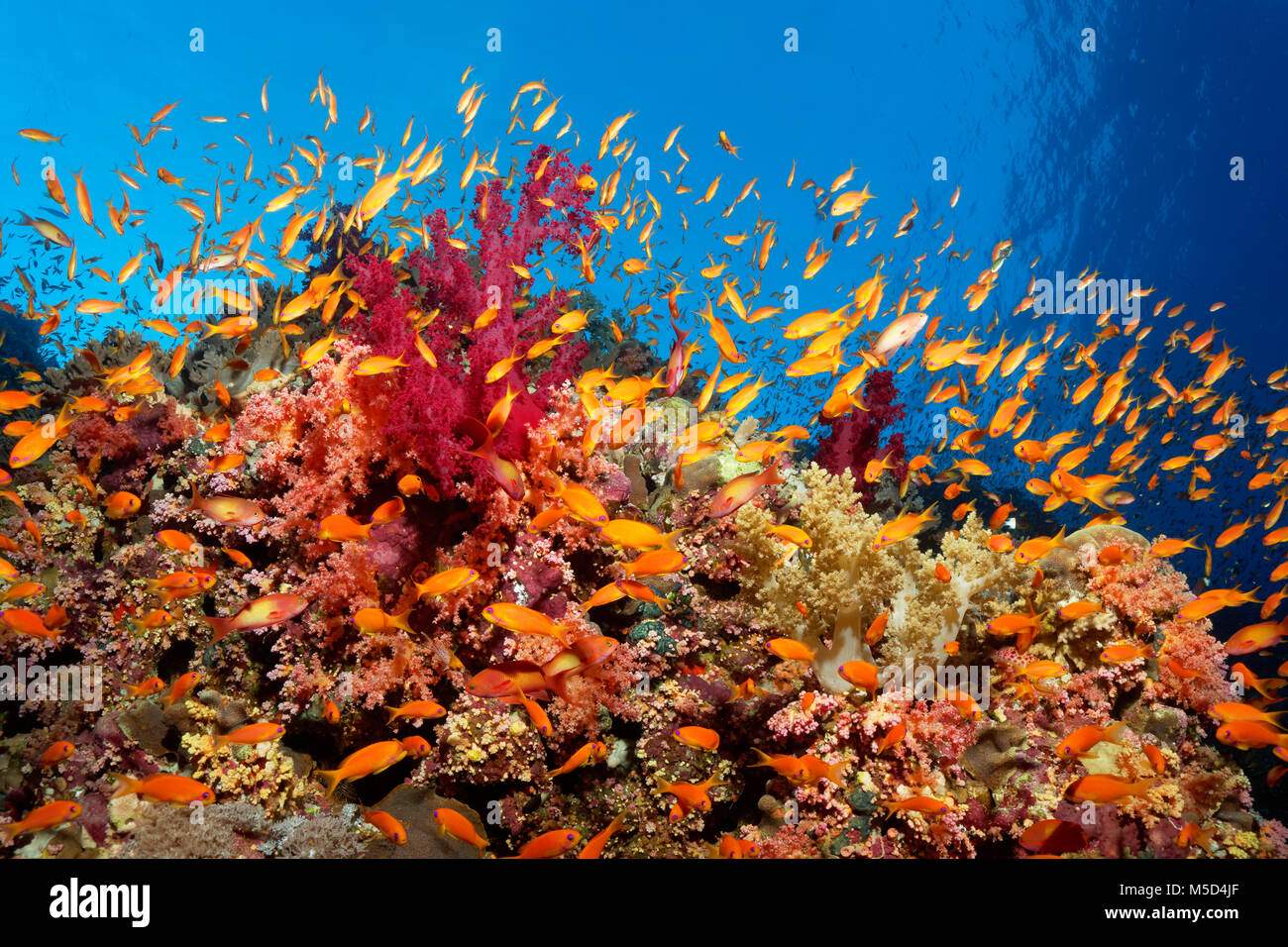 Essaim d'Anthias (Anthiinae) Nager à proximité de récifs coralliens, Red Sea, Egypt Banque D'Images