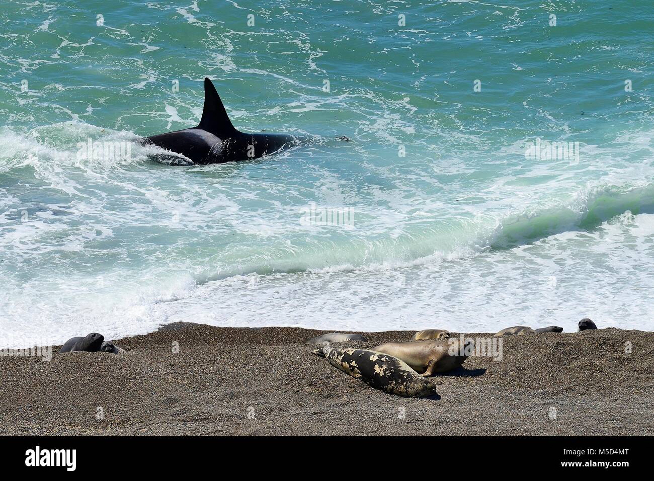 L'épaulard (Orcinus orca) la recherche de proies en face de gravier avec la banque l'éléphant de mer (Mirounga leonina) Banque D'Images