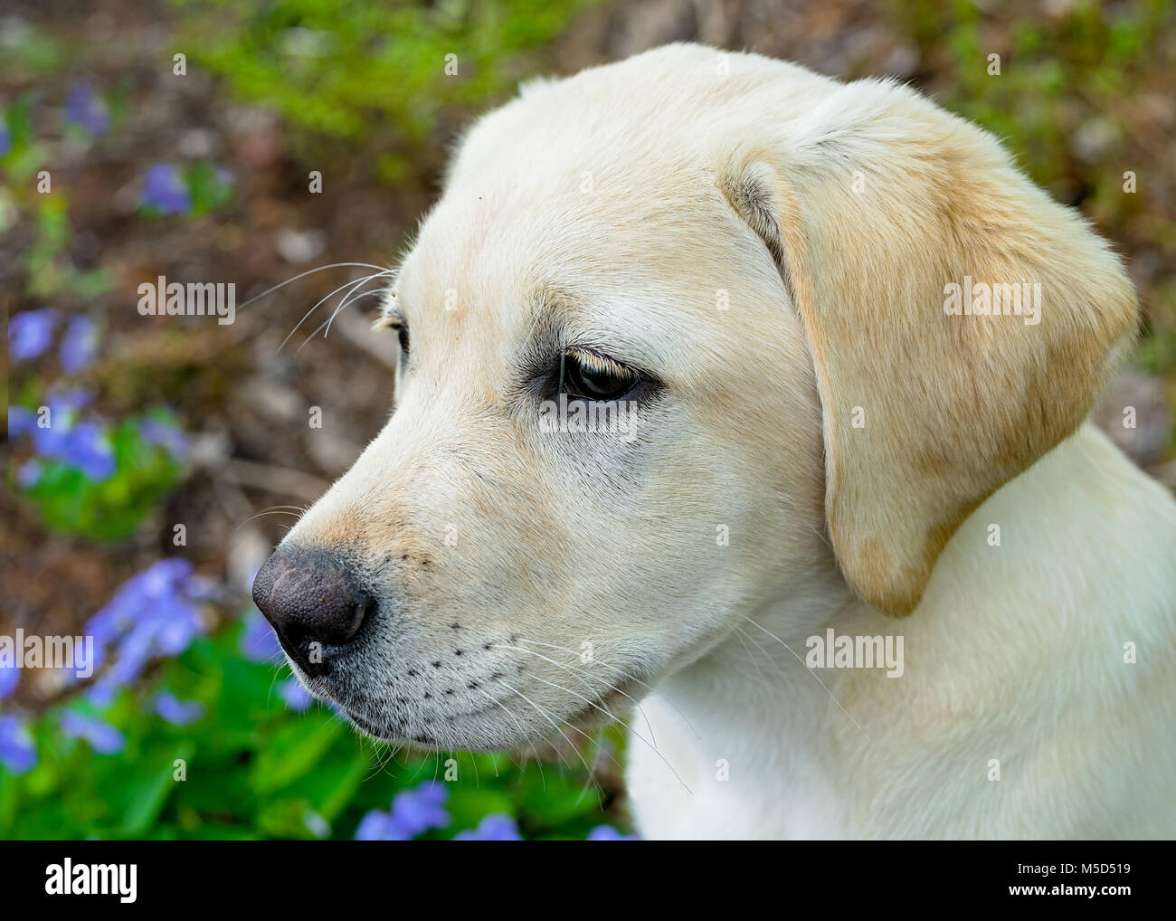 Chiot Labrador Retriever jaune dans le jardin. Banque D'Images