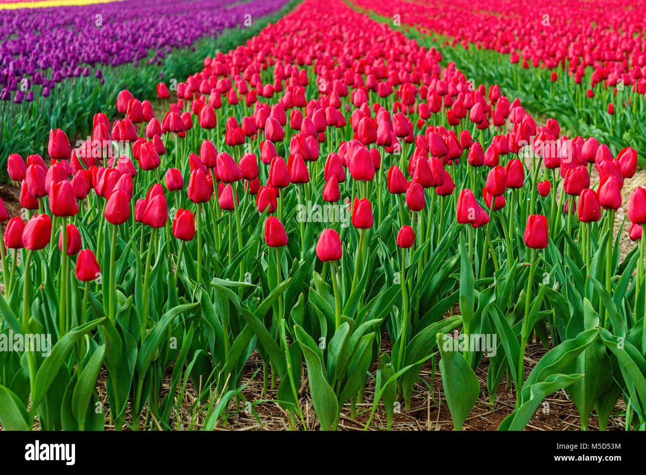 Des millions de tulipes en fleurs dans un champ agricole. Banque D'Images