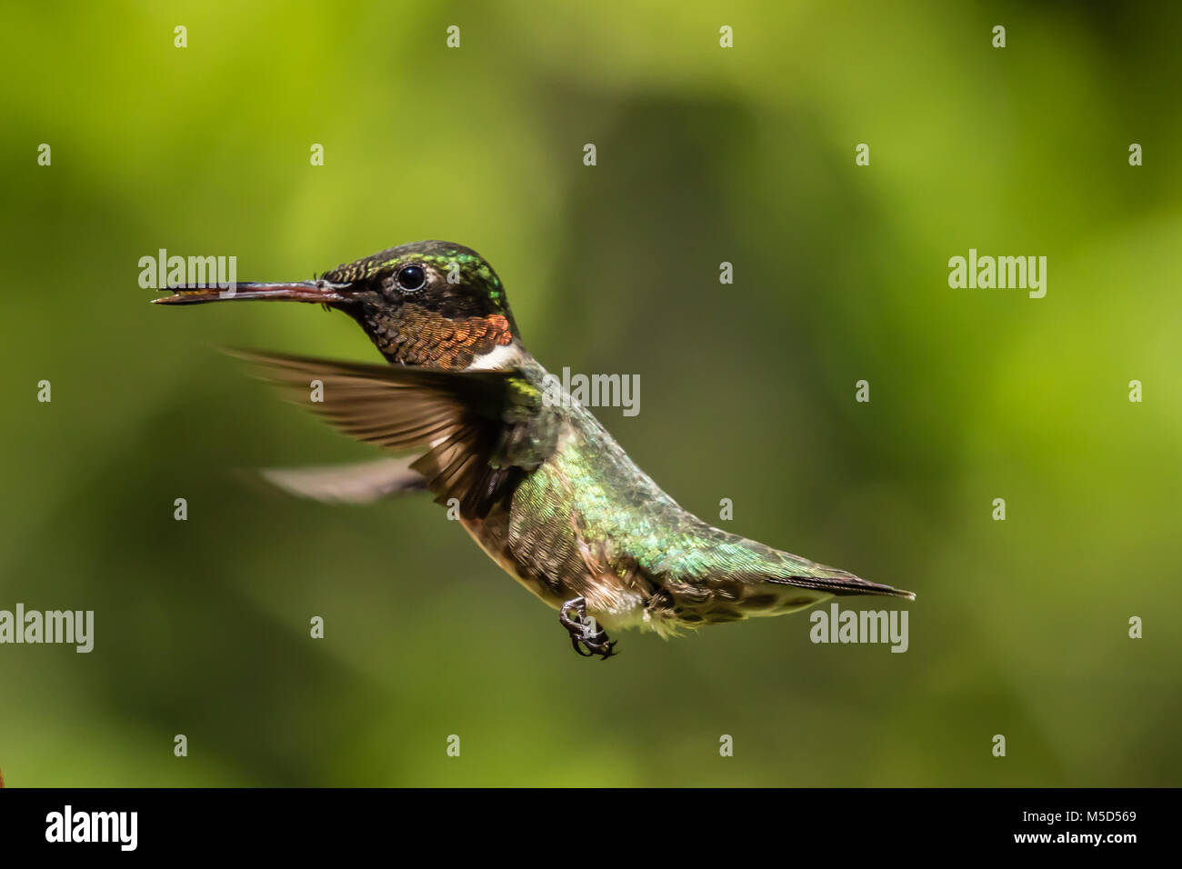 Humingbird Banque D'Images