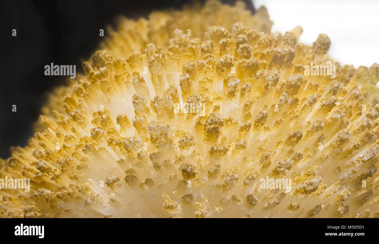 Un beau gros cristal de quartz citrine jaune cluster/matrice. Banque D'Images