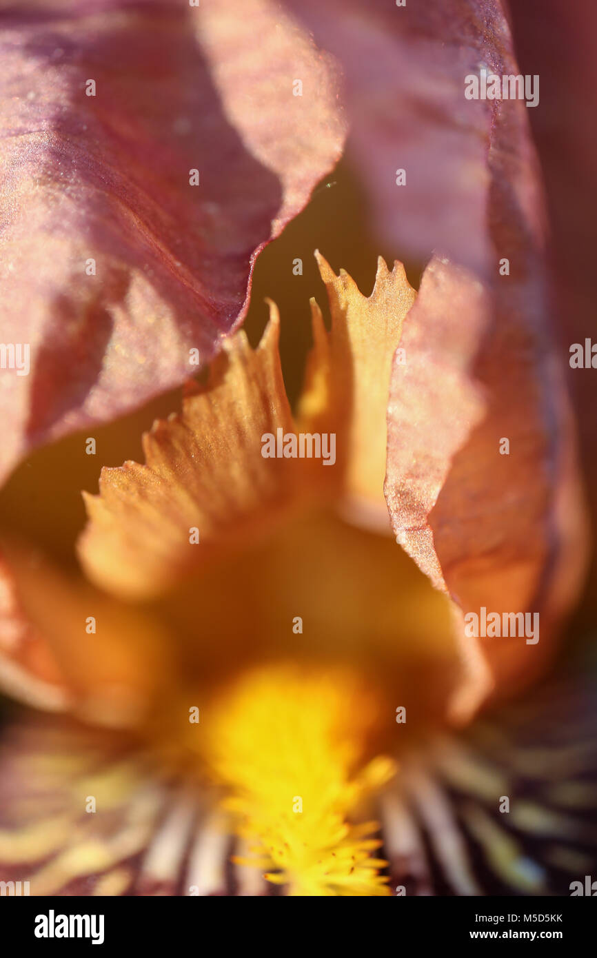 Iris fleur, saison, floral, belle, nature, beauté, usine, contexte, rouge, iris, stries, macro, pollen, fleur, résumé, le soleil, Brown, de beauté Banque D'Images