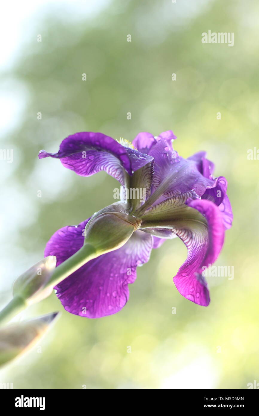 Après la pluie, belle, fleur, bon, iris, pétales, pluie, printemps, les creeps, violet Banque D'Images