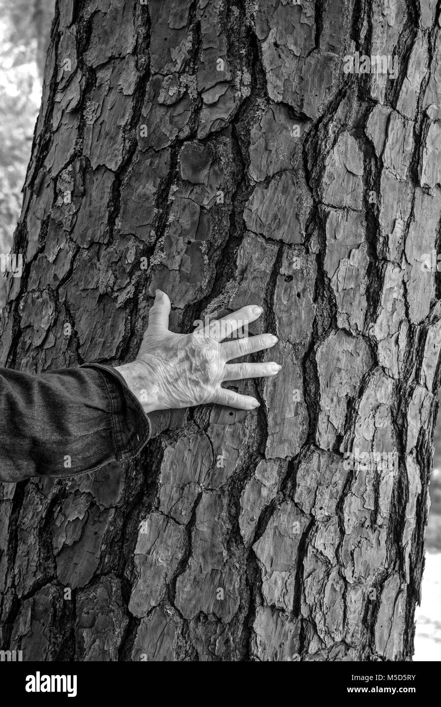 La connexion de l'homme avec la nature en touchant l'écorce rugueuse d'un gros pin. Banque D'Images