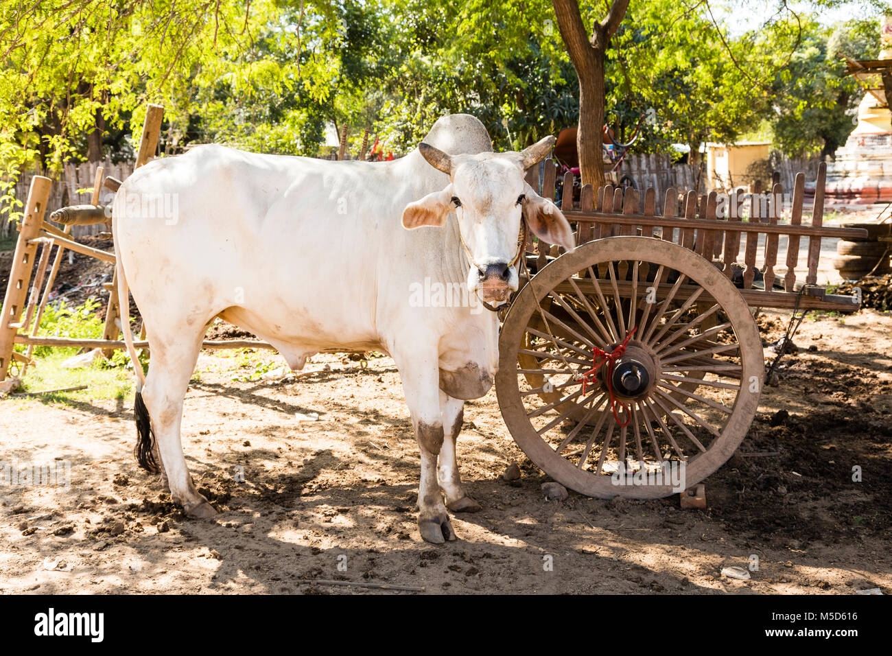 Vache est debout sous un arbre à l'ombre de Bagan, Myanmar Banque D'Images