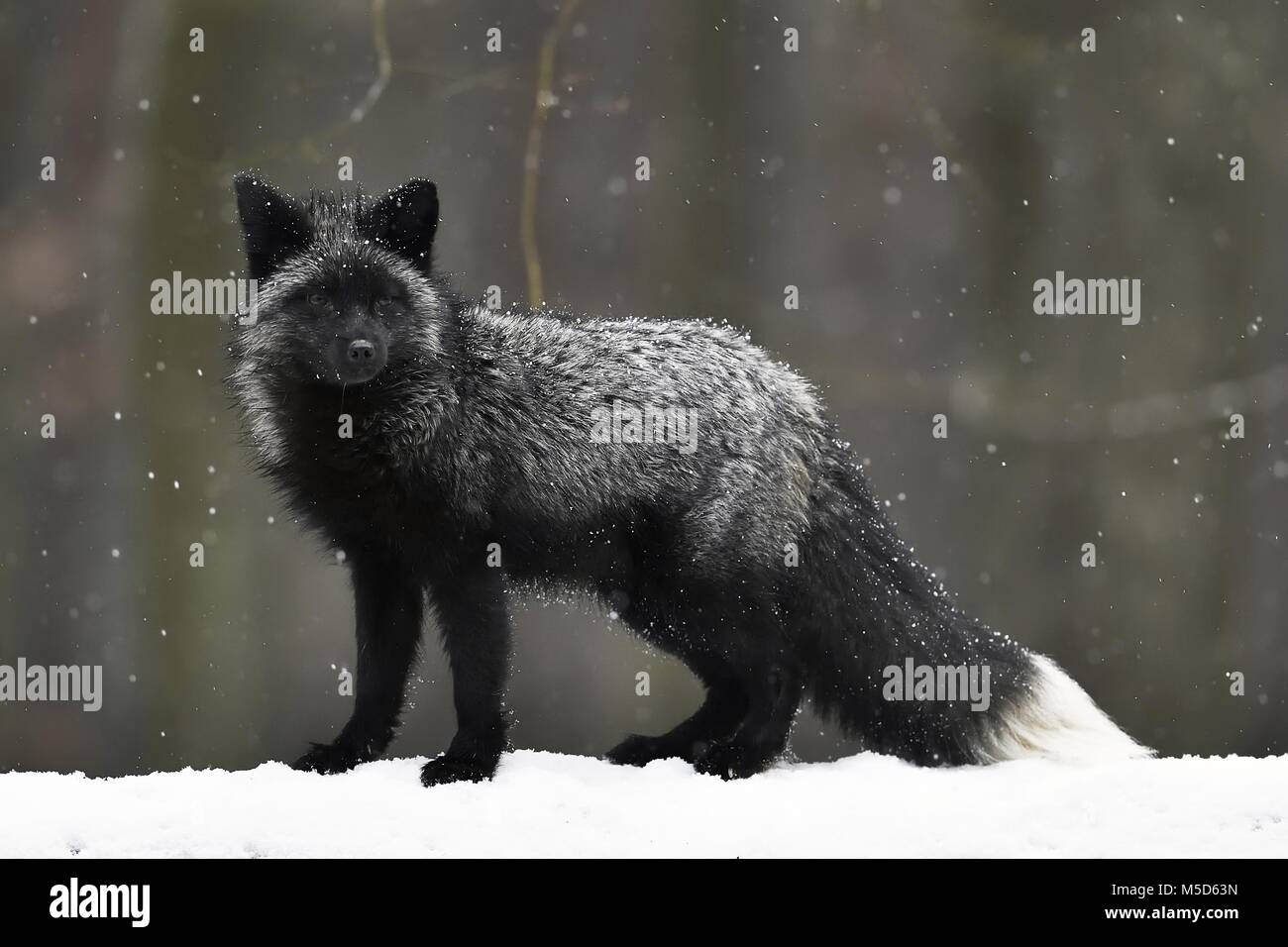 Silver Fox, foncé-noir, la variation de couleur du renard roux (Vulpes vulpes), dans la neige, captive, République Tchèque Banque D'Images