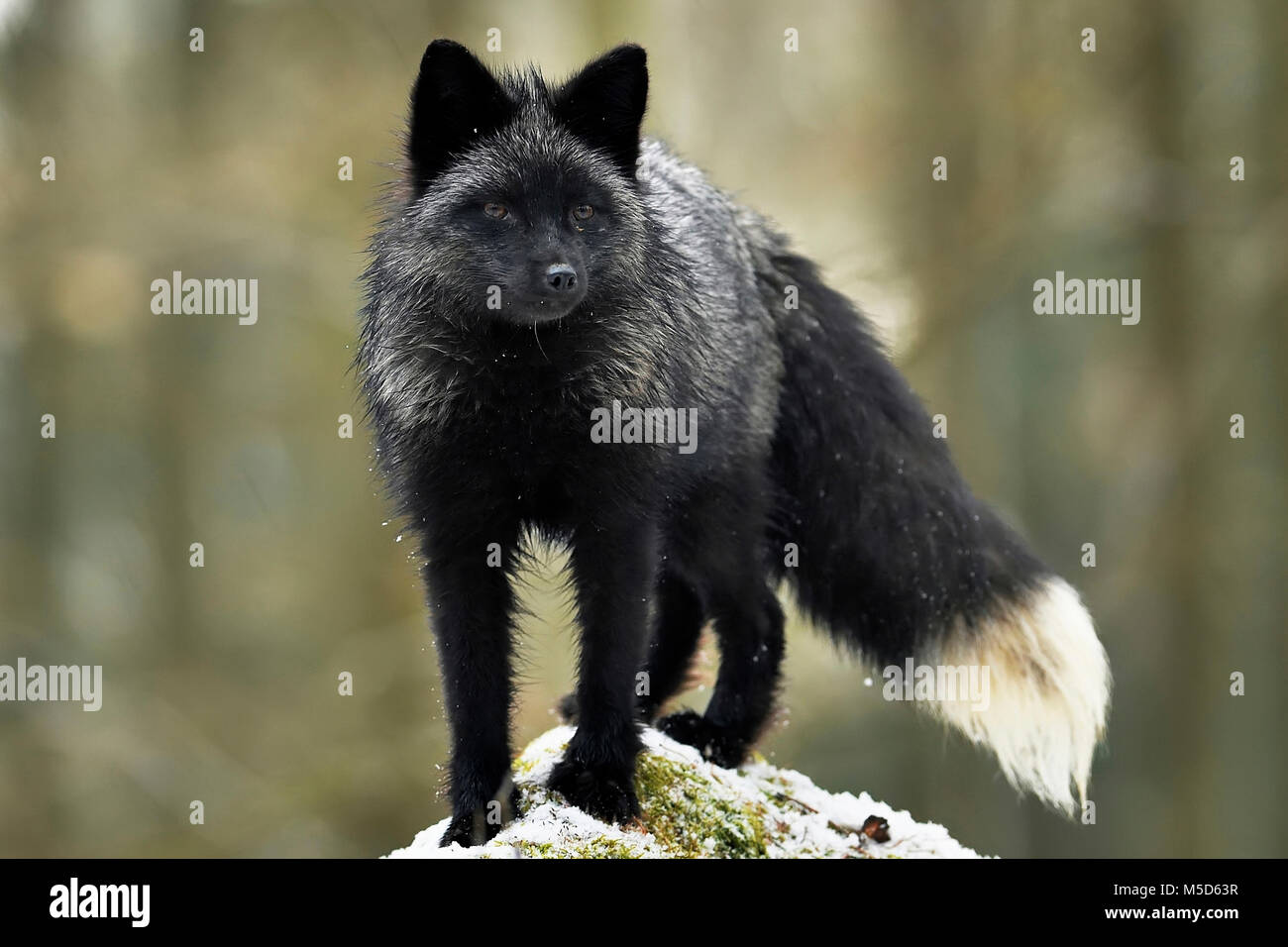 Silver Fox, foncé-noir, la variation de couleur du renard roux (Vulpes vulpes), se dresse sur une pierre, captive, République Tchèque Banque D'Images