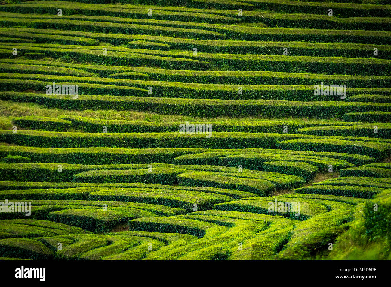 Théiers dans une rangée, la plantation de thé Chá Gorreana, près de São Brás de Alportel, Sao Miguel, Açores, Portugal Banque D'Images