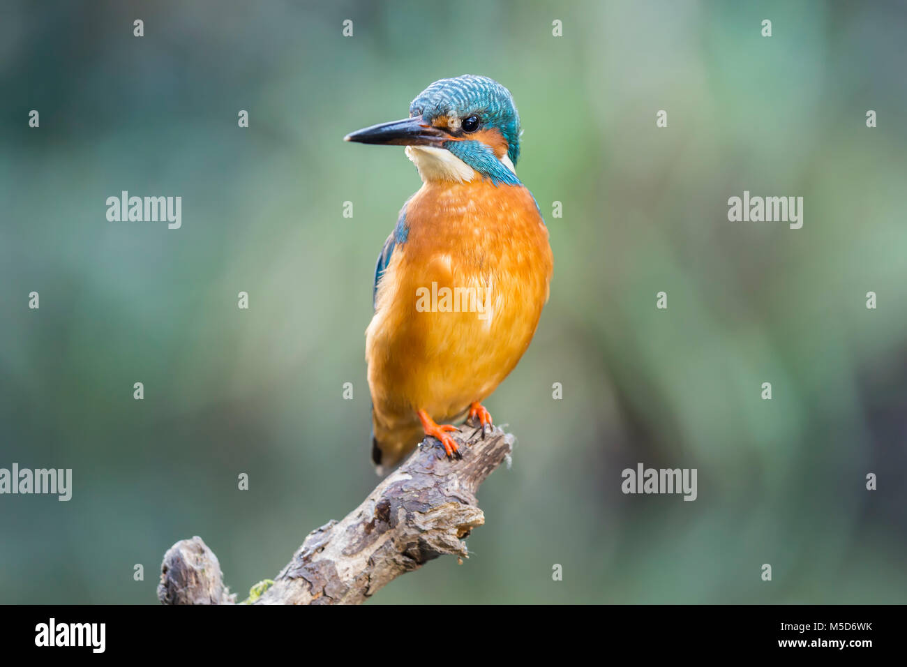 Kingfisher (Alcedo atthis commune) se trouve sur une branche, en Rhénanie du Nord-Westphalie, Allemagne Banque D'Images