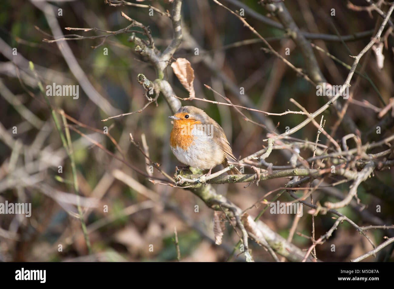 Un merle, Erithacus rubecula aux abords, près de jardins en hiver. Dorset England UK GO Banque D'Images