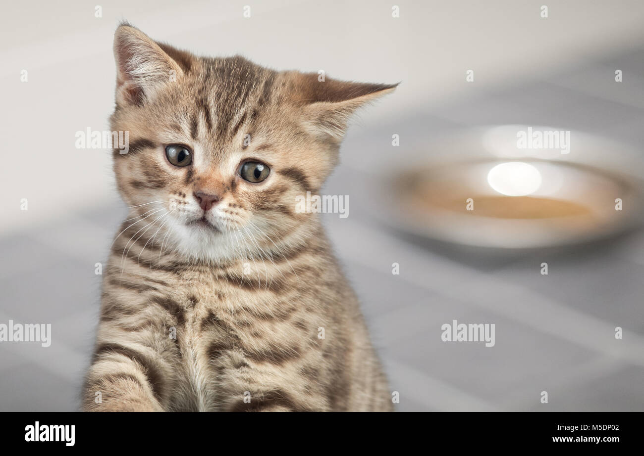 Triste jeune chat assis près de bol alimentaire Banque D'Images