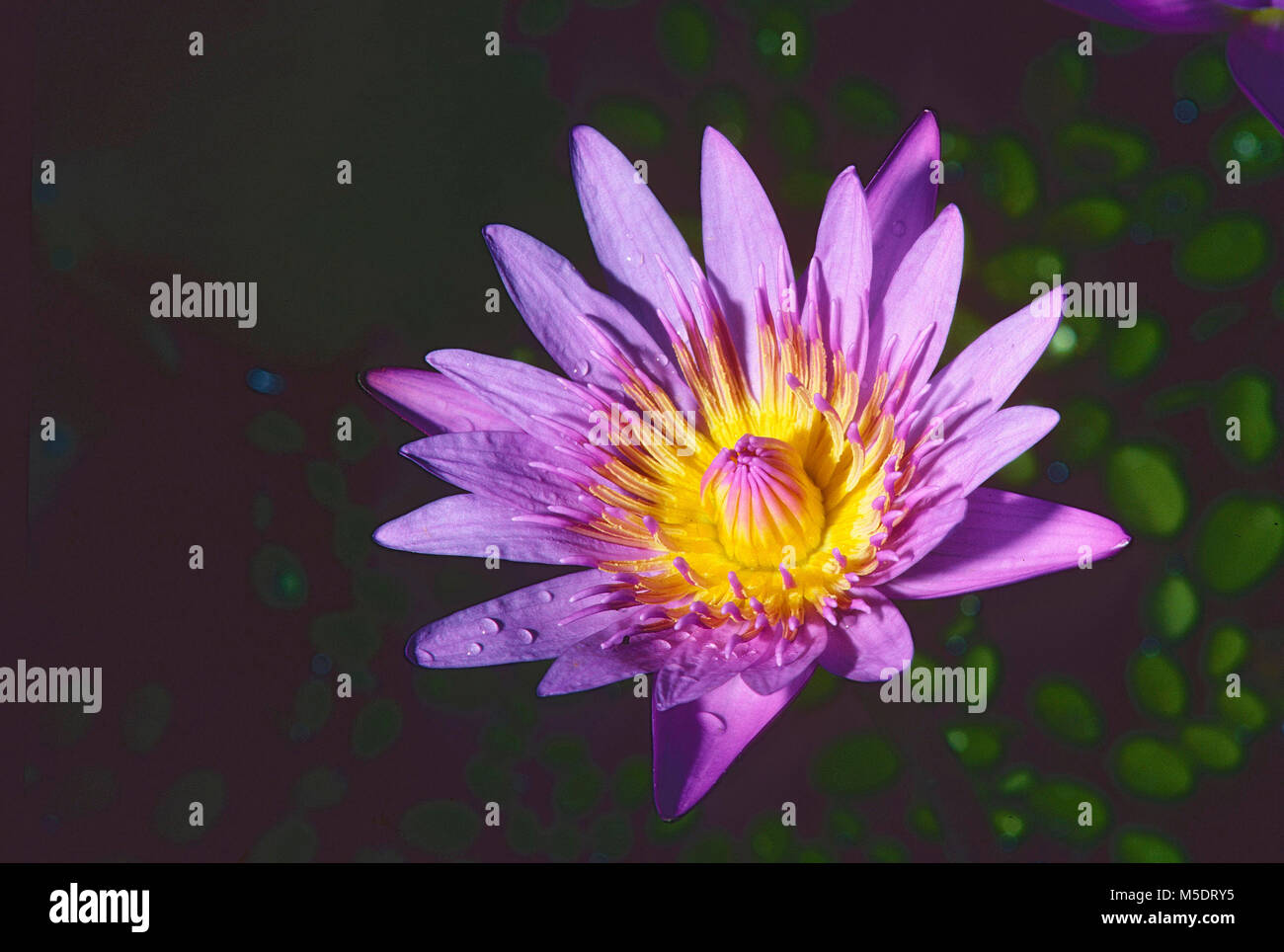 Star-lotus, Nymphaea nouchali, Nymphaceaceae, nénuphar, Blüte, blühend, Blume, Pflanze, Botanischer Garten, Singapour Banque D'Images