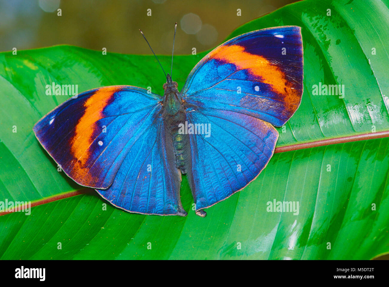 Feuille d'Indien, Kallima inachus, Nymphalidae, papillon, insecte, animal, captive, le jardin des papillons, Singapour Banque D'Images