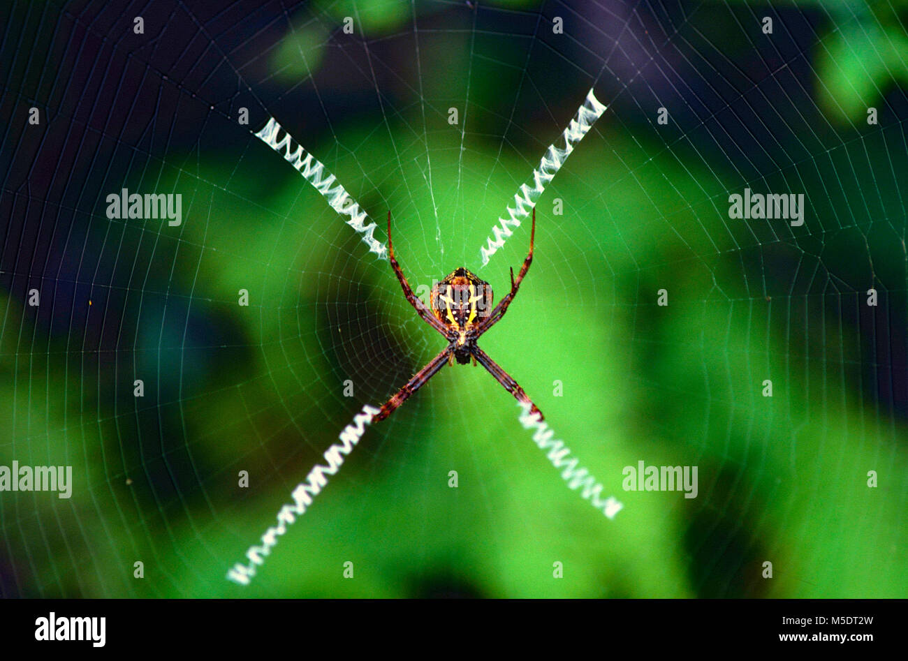 St Andrew's Cross, spider Argiope versicolor, Araneidae, orb-web Spider, Spider, Spider, web, animal, rainforest, Singapour Banque D'Images
