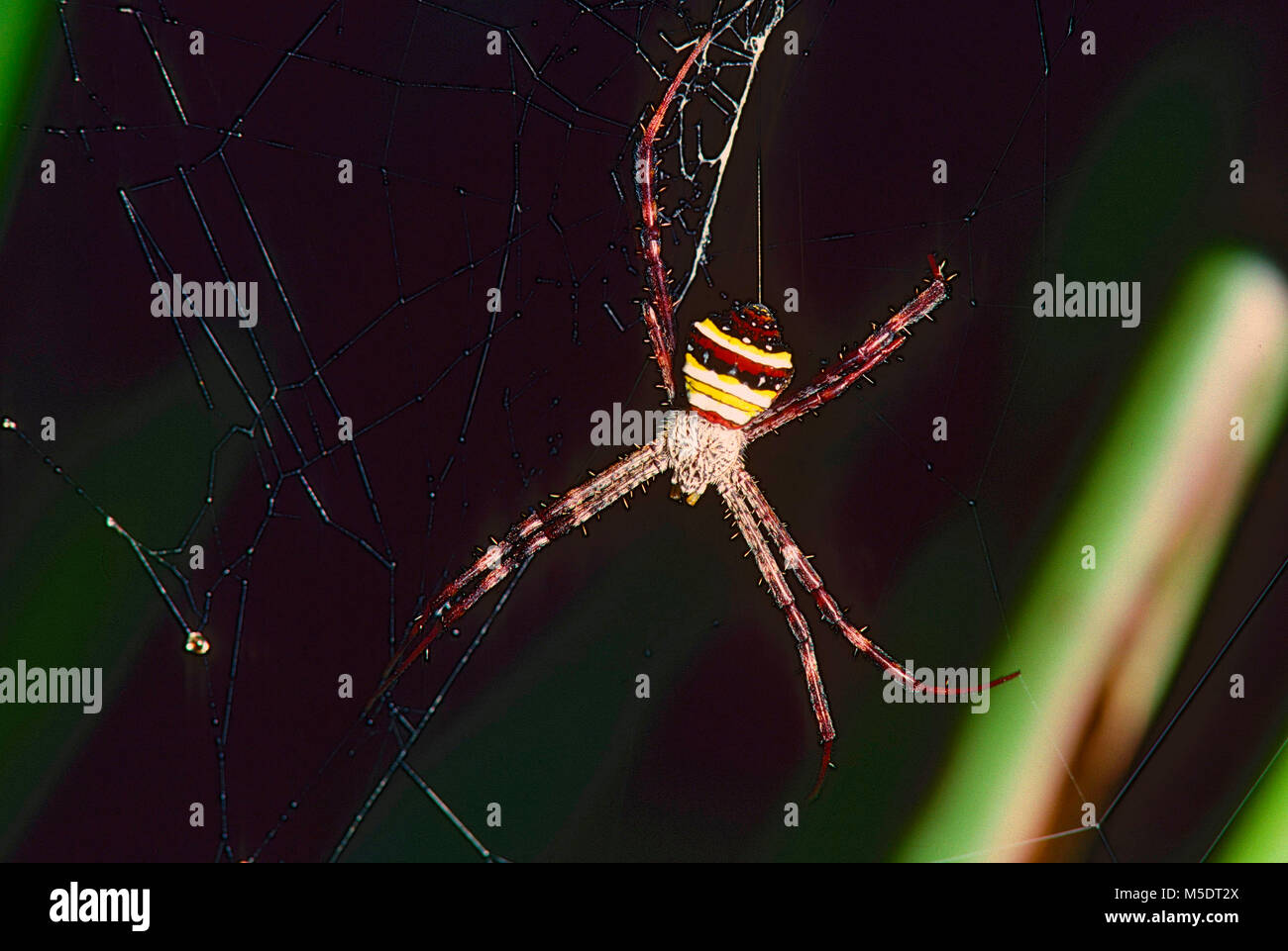 St Andrew's Cross, spider Argiope versicolor, Araneidae, orb-web Spider, Spider, Spider, web, animal, rainforest, Singapour Banque D'Images