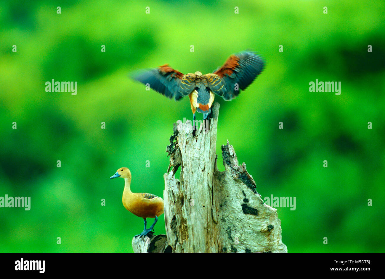 Moindre sifflement-duck, Dendrocygna javanica, Anatidae, sifflement-duck, des ailes, oiseau, animal, Sri Lanka Banque D'Images
