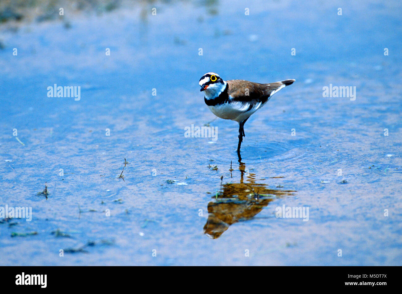 Petit Gravelot Charadrius dubius, Anatidés, le Pluvier, oiseau, animal, Sri Lanka Banque D'Images