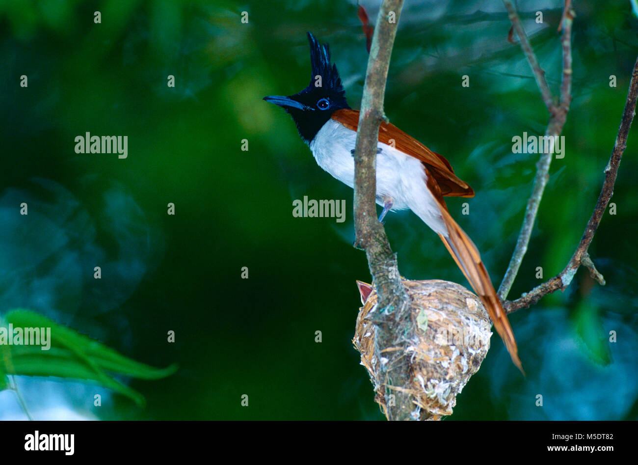 Paradis Asiatique Flycatcher Tersiphone Paradisi