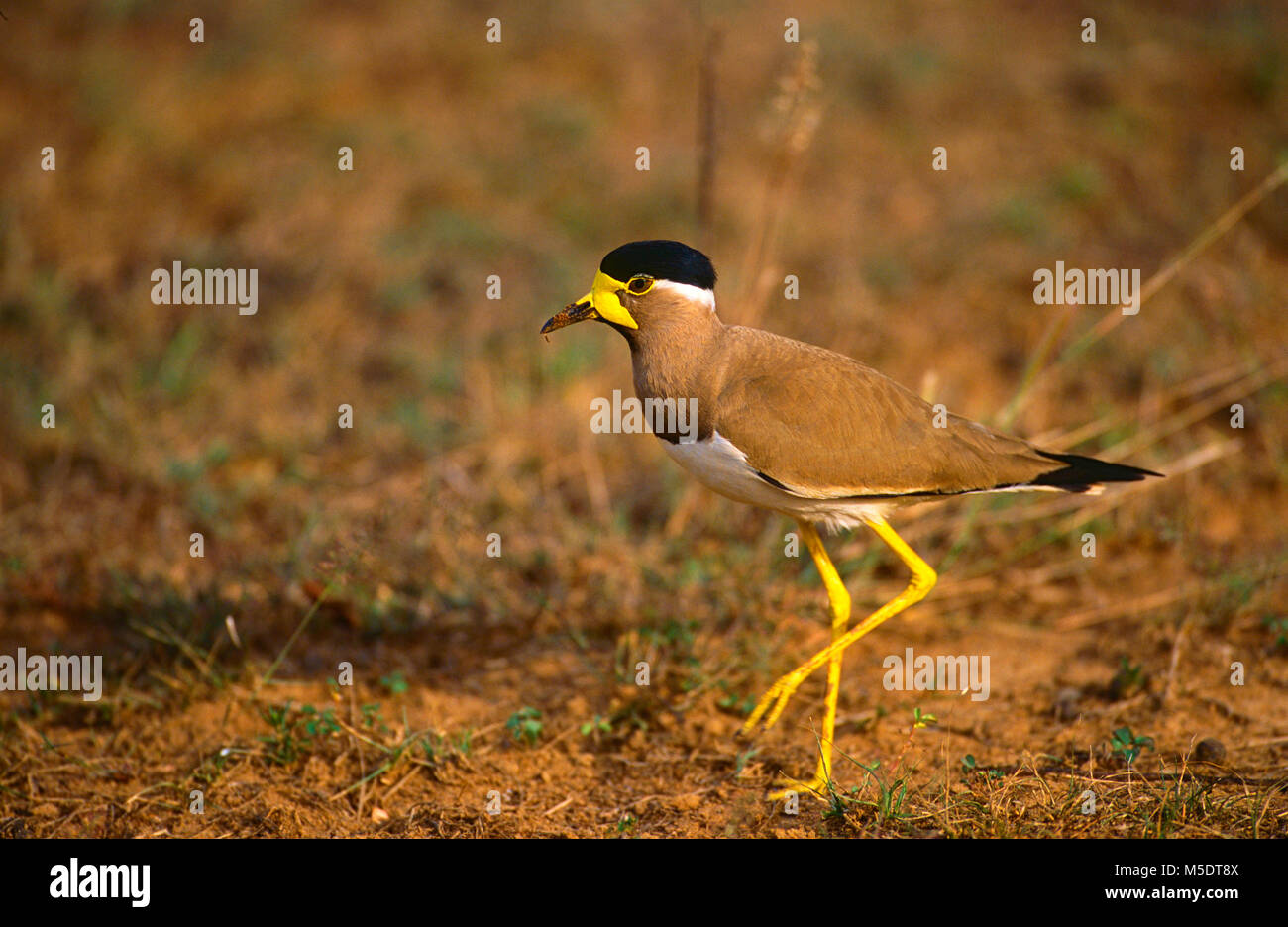 Yellow-watteled, sociable Vanellus malabaricus, Laridés, sociable, animal, oiseau, Sri Lanka Banque D'Images